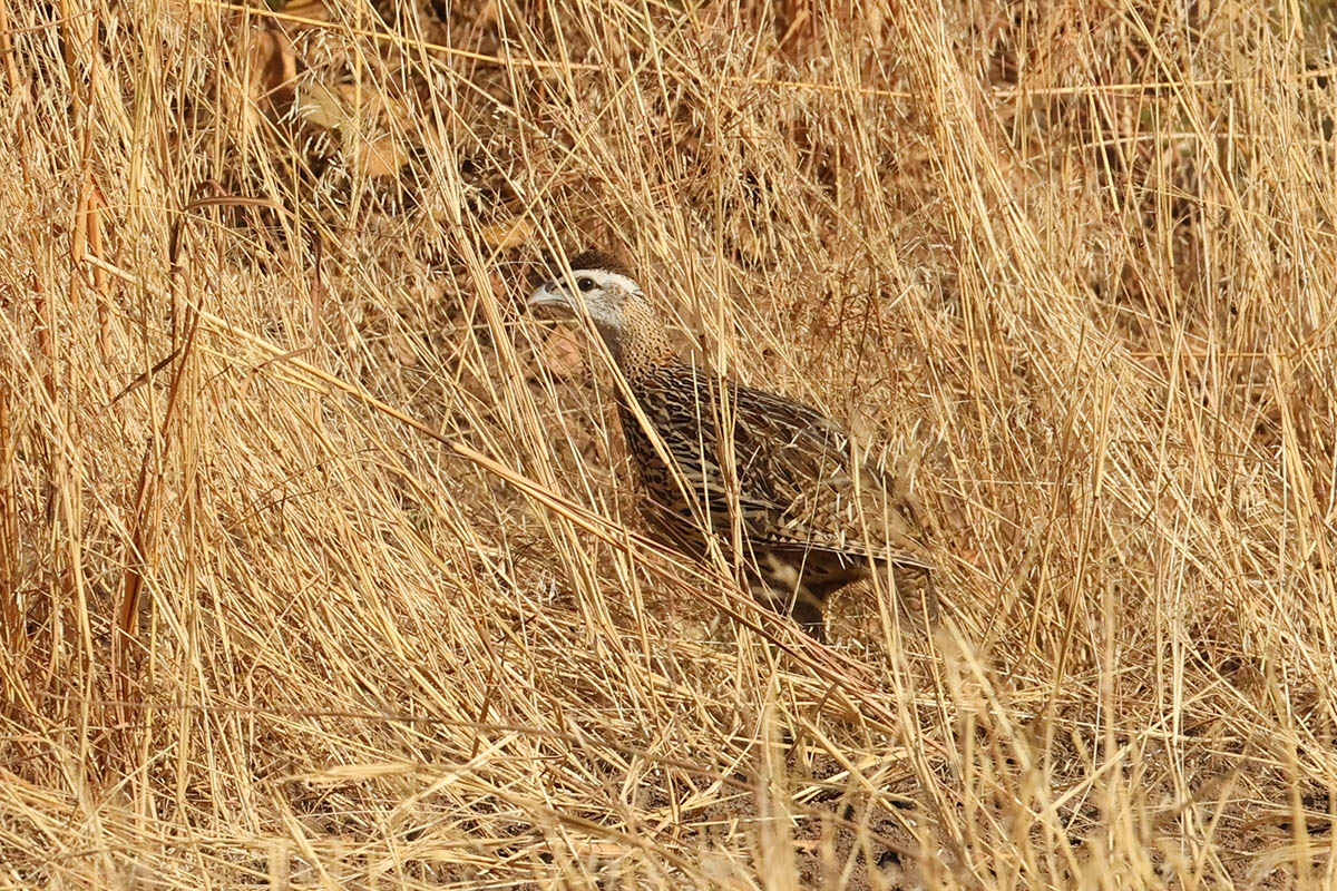 Double-Spurred Francolin